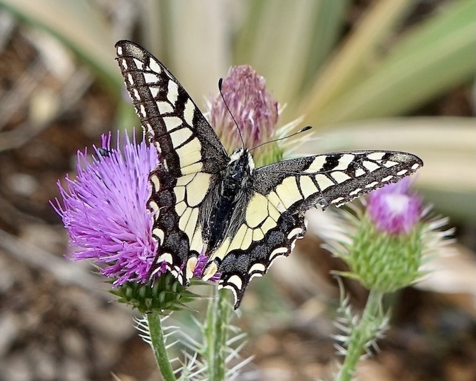 swallowtail